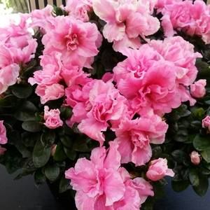 Meet your Posher, Dasha